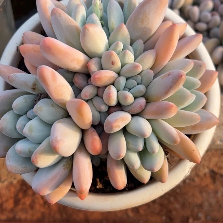 香水群生多头植物