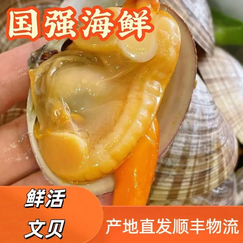 丹东东港超大文贝 一斤8-10个 顺丰发货 保鲜保肥（不保活易碎壳）