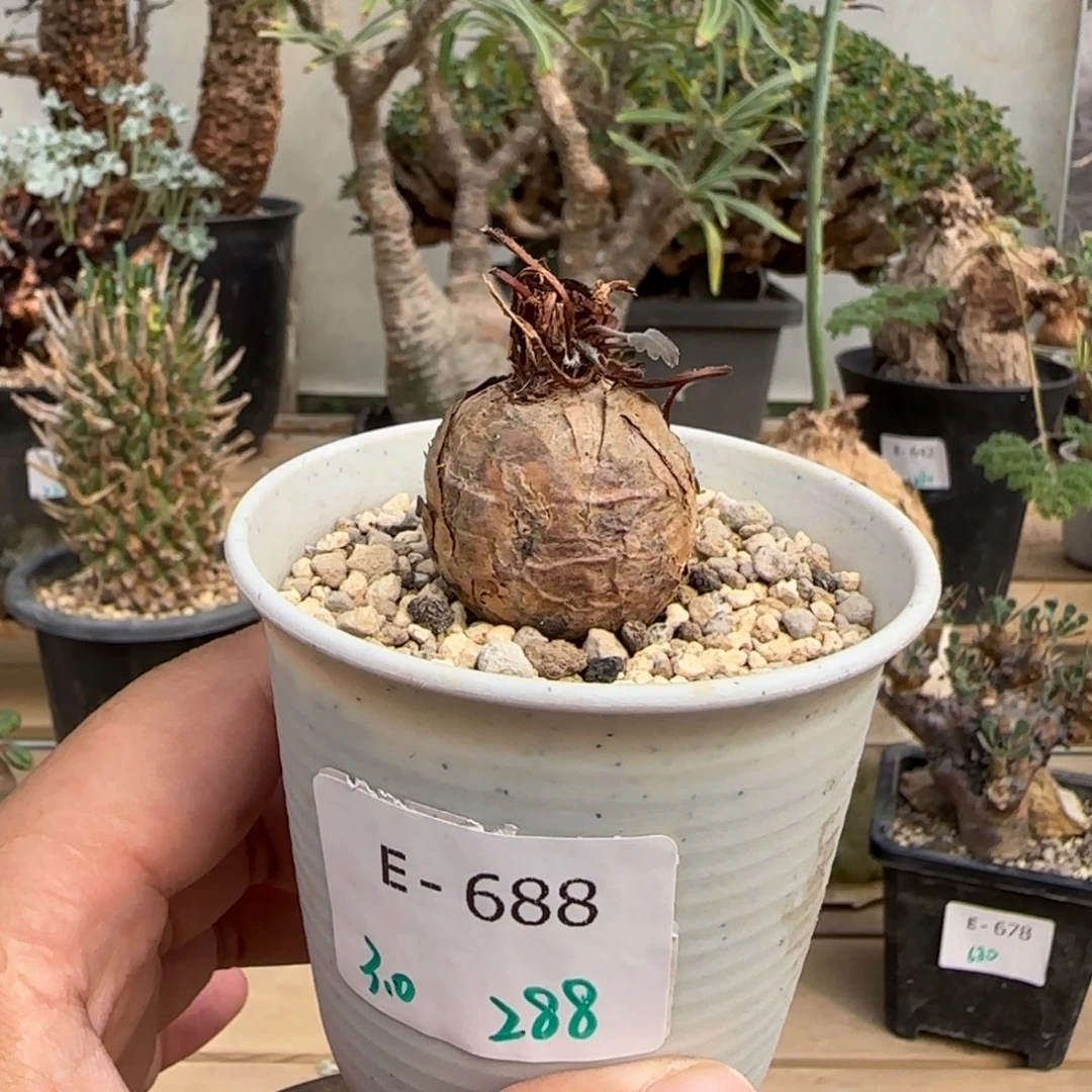 688肾叶洋葵块根植物