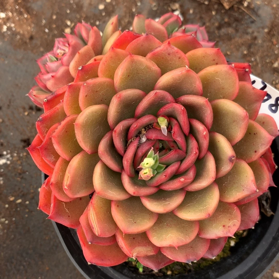 1708新年快乐发发发