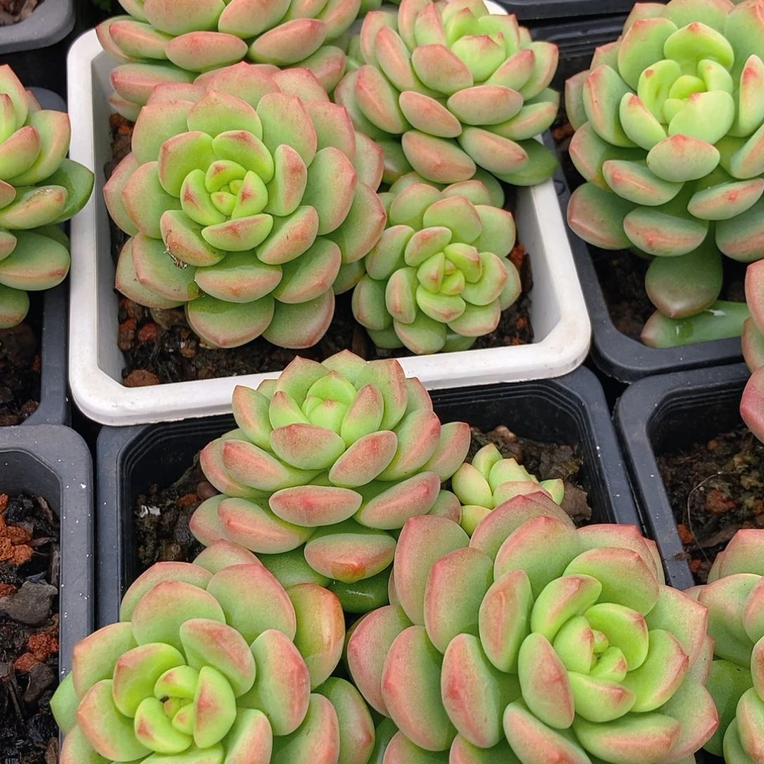 阳光玫瑰随机多头嫩桩新品