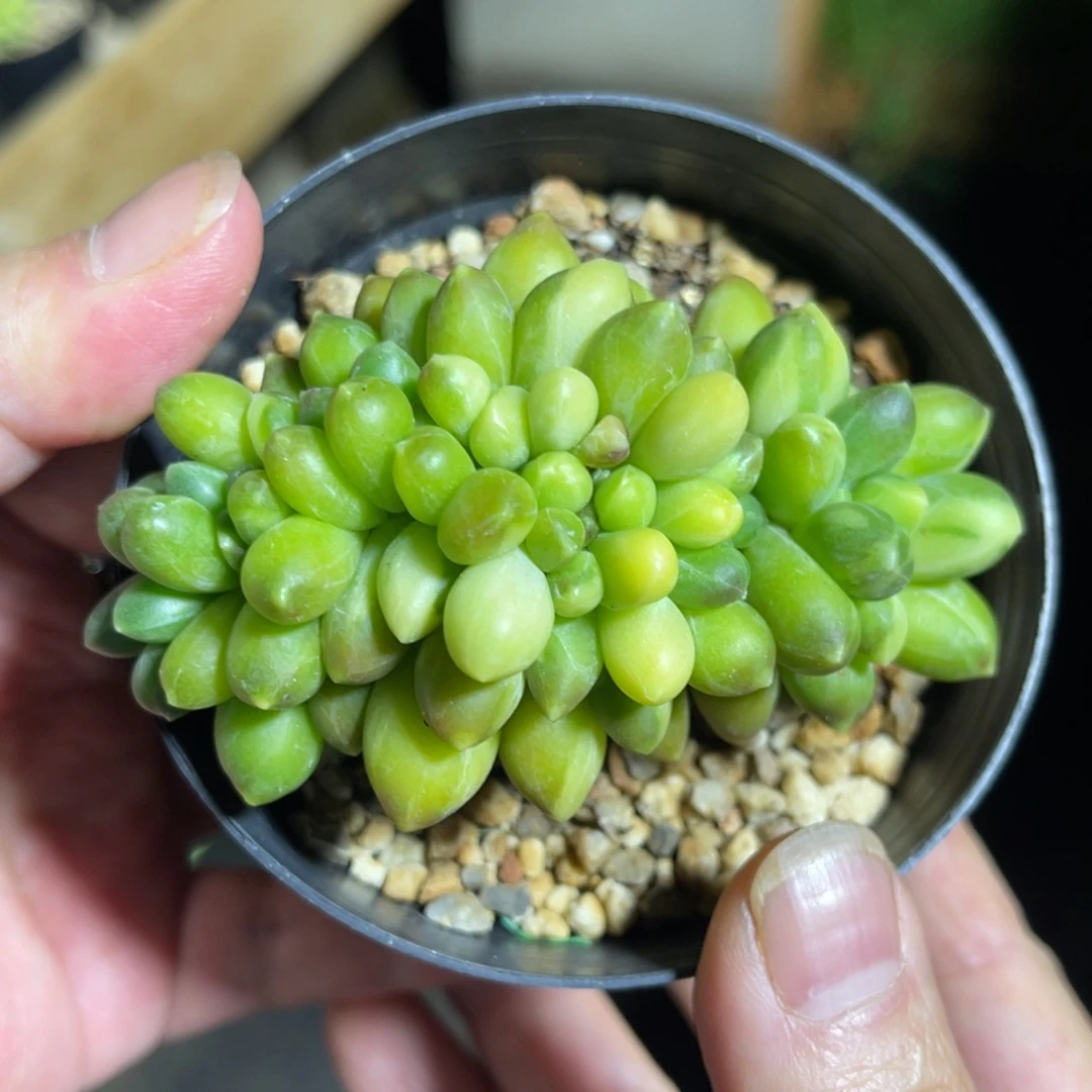 千代锦缀 一物一拍不支持退换