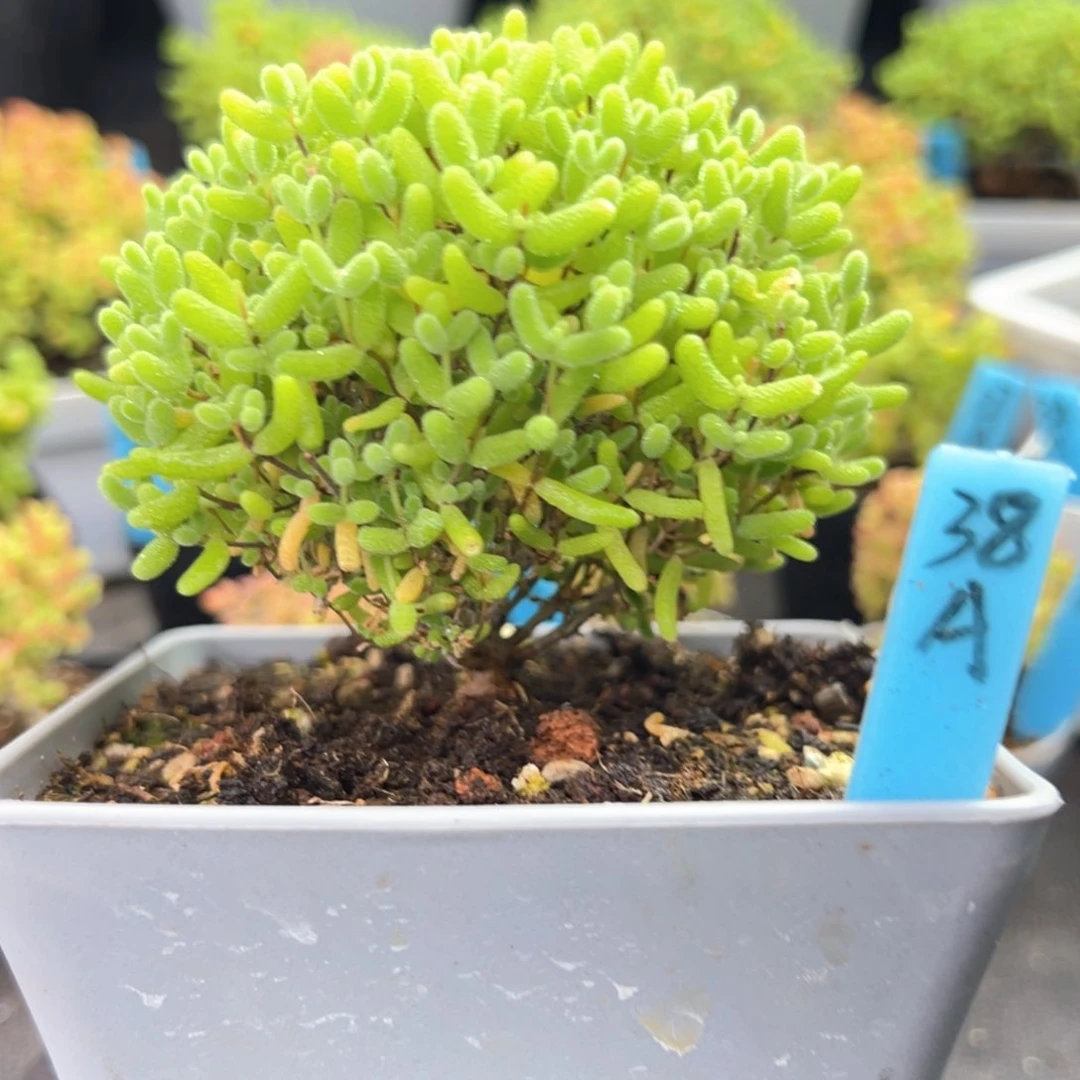 蜜橘糖球蘑菇头38号