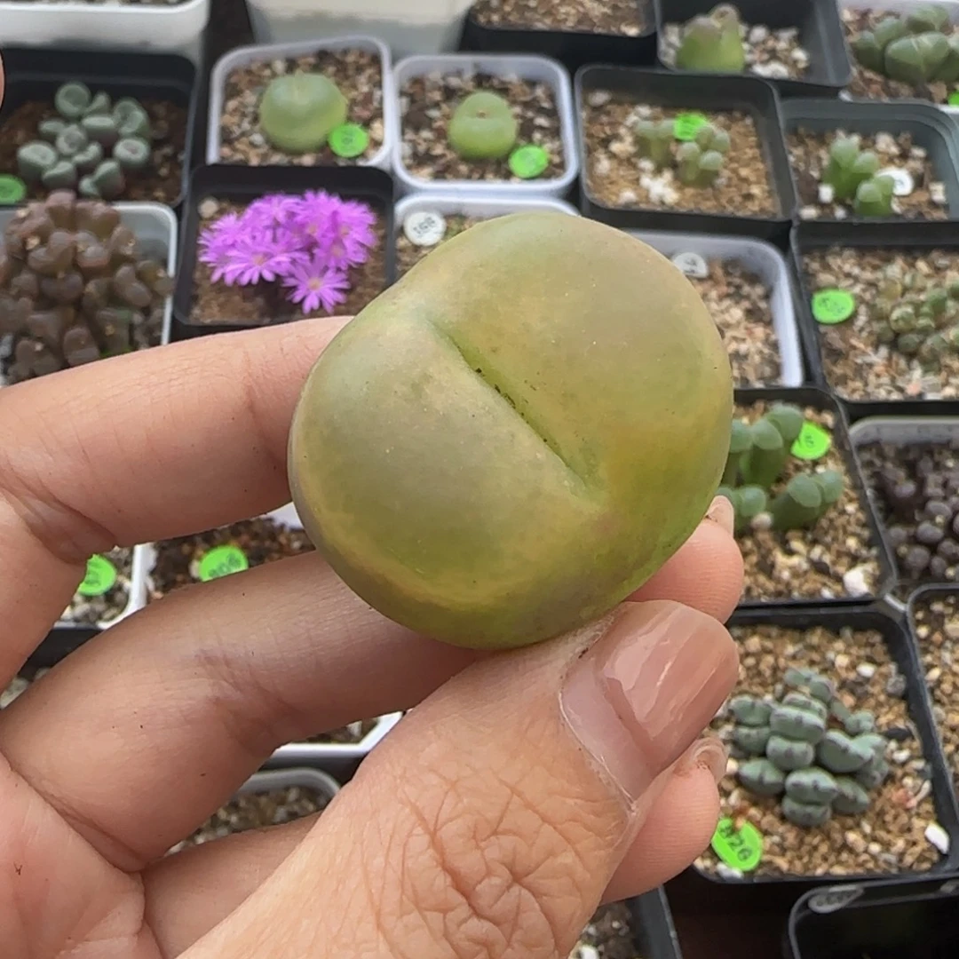 3.2（小瑕疵）多肉植物319