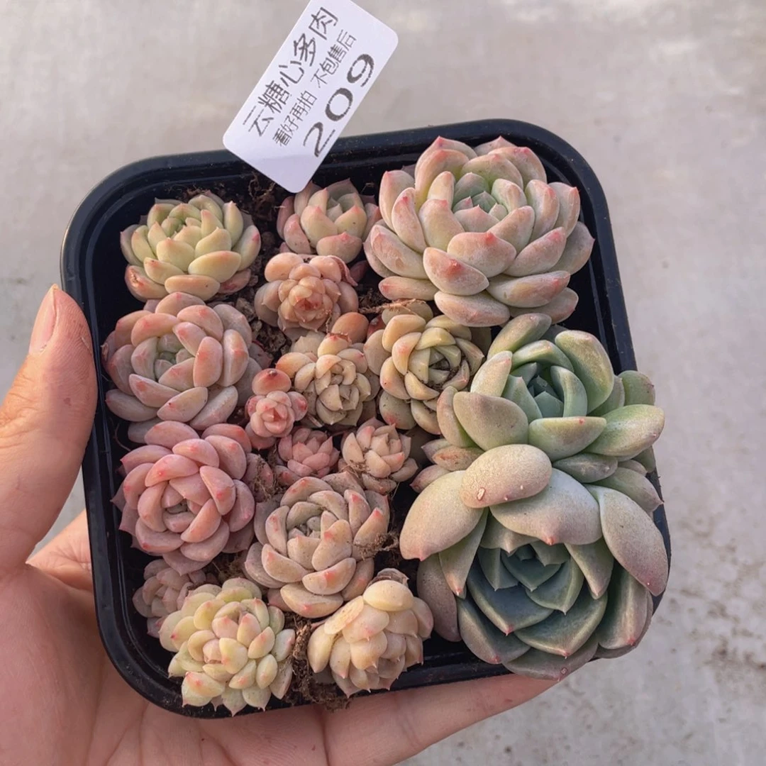 云糖心多肉植物209