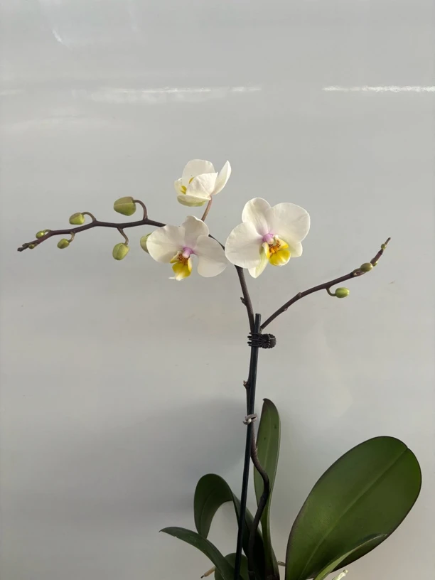 蝴蝶兰———(大忙人)(任意两颗包邮只拍一颗发苗)