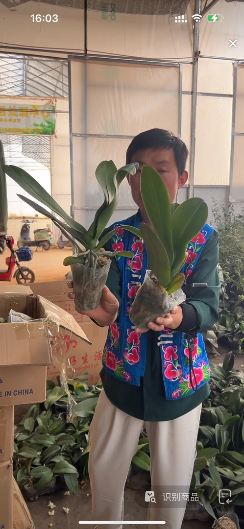 福祥花卉蝴蝶兰大白花后苗