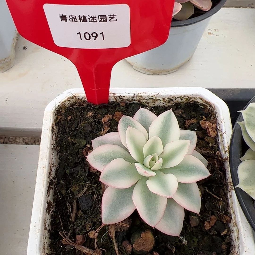 1091号月亮仙子宽锦多肉