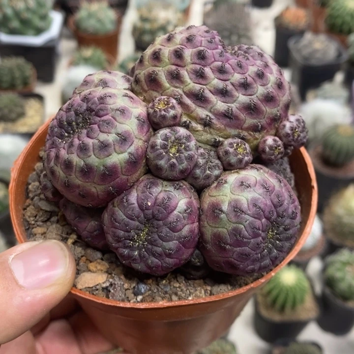 紫丽丸群特价福利