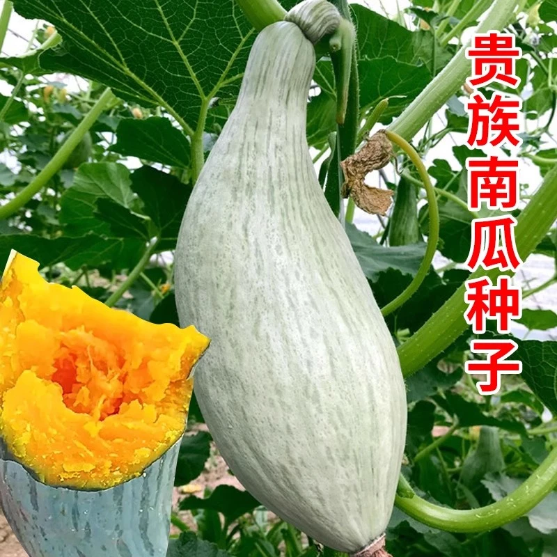 【满五包包邮】贵族南瓜种子水果型新品种金丝栗贝贝南瓜籽四季种植