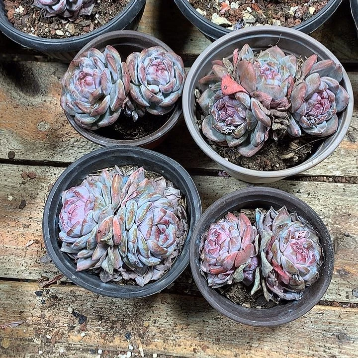 烟雨哈哈哈哈哈哈哈哈哈