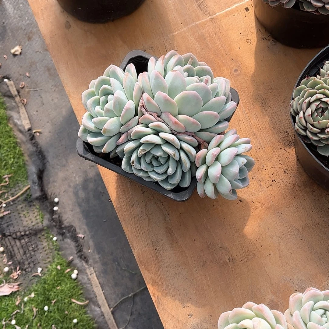 卿****?冰玉老转多肉19