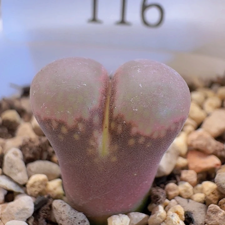 116。