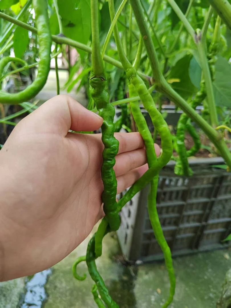 贵州高山皱皮辣椒香而不辣