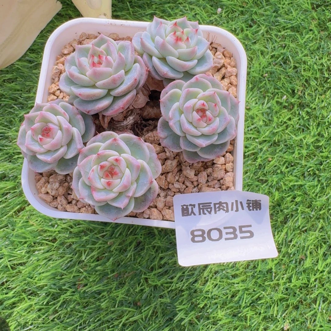 白***白多肉植物大鹅8035