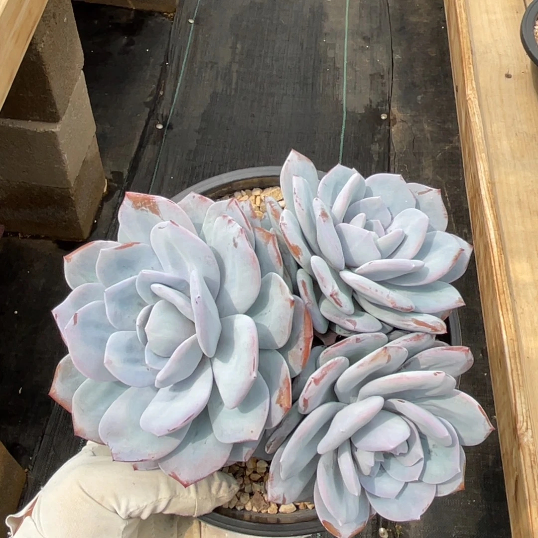 20公分大三头奶茶一物一拍不支持退换