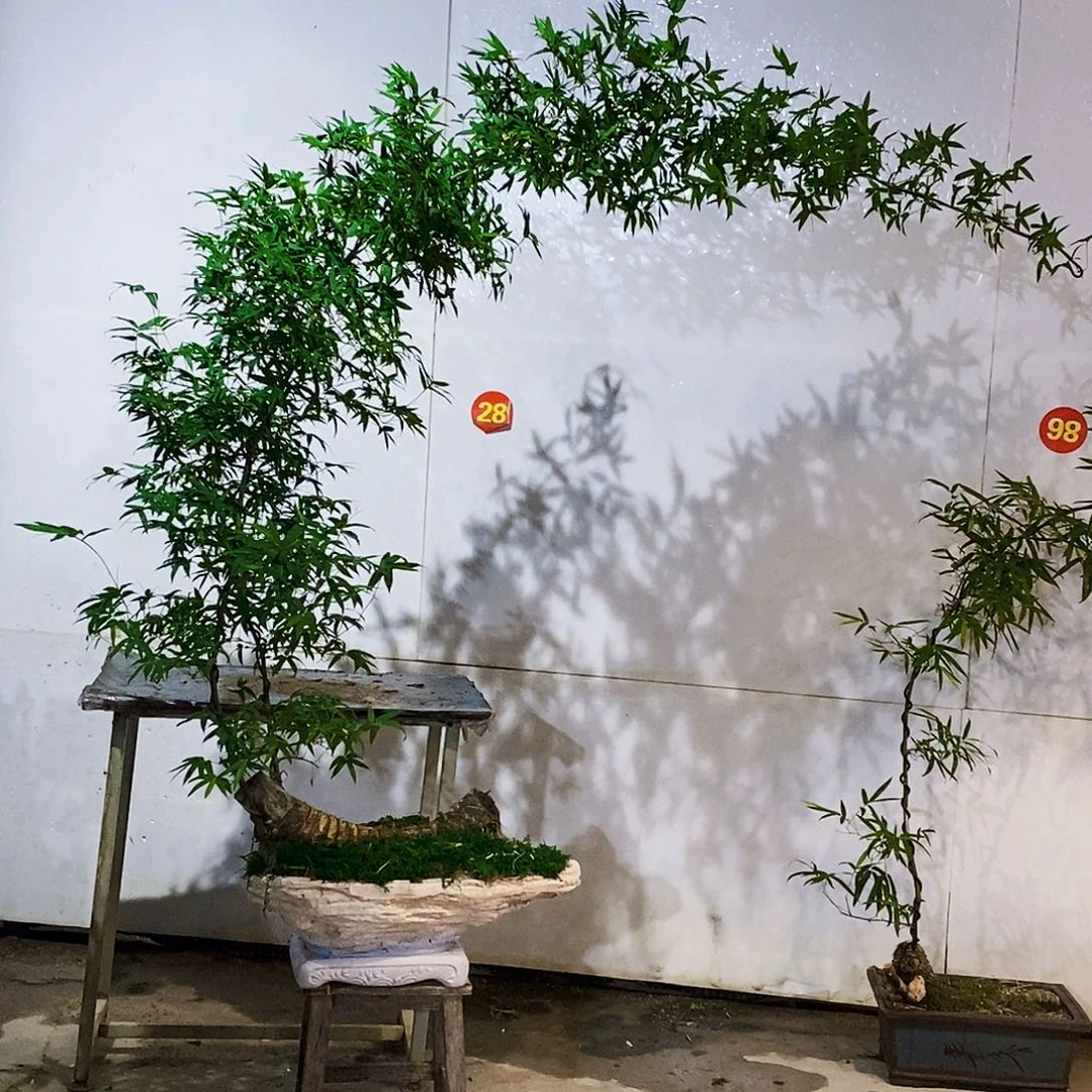永***产无花朵小叶簕竹一物一拍