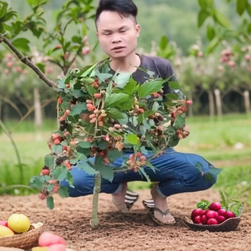 树莓桑葚无籽桑树苗大十苗地栽盆果树苗南方北方种植当年结果