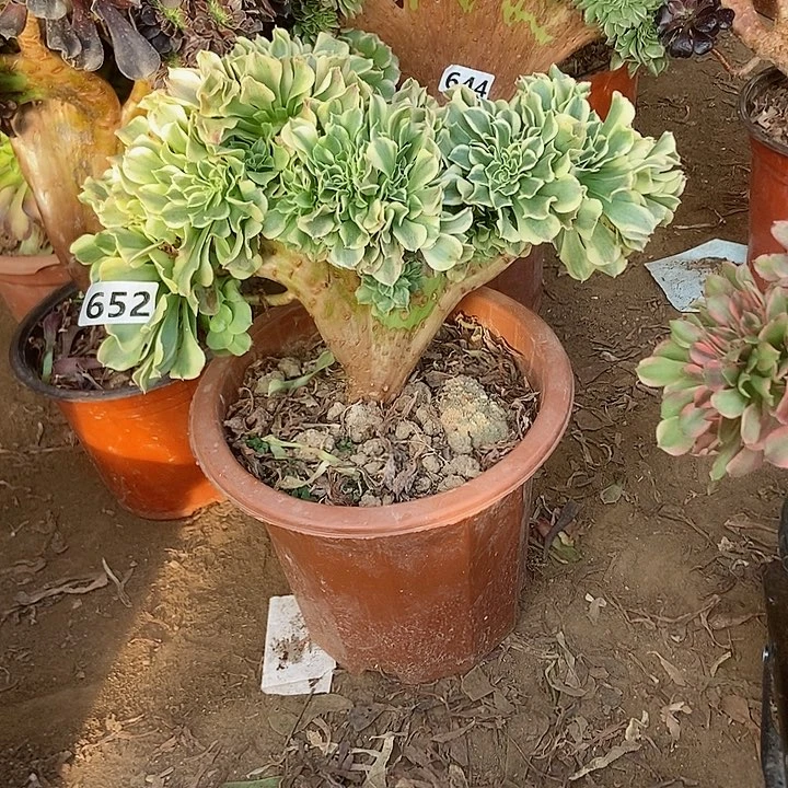 652绿豆沙缀化老板子法师