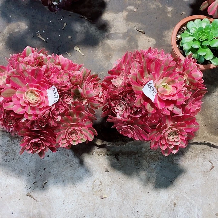 粉女巫福利款多肉法师674.675