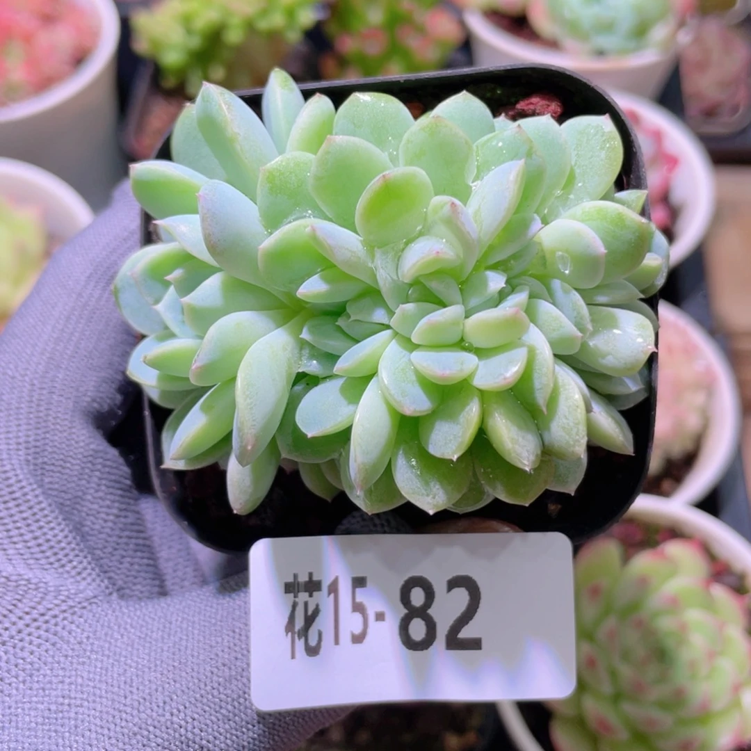 花利美15-82新品缀化