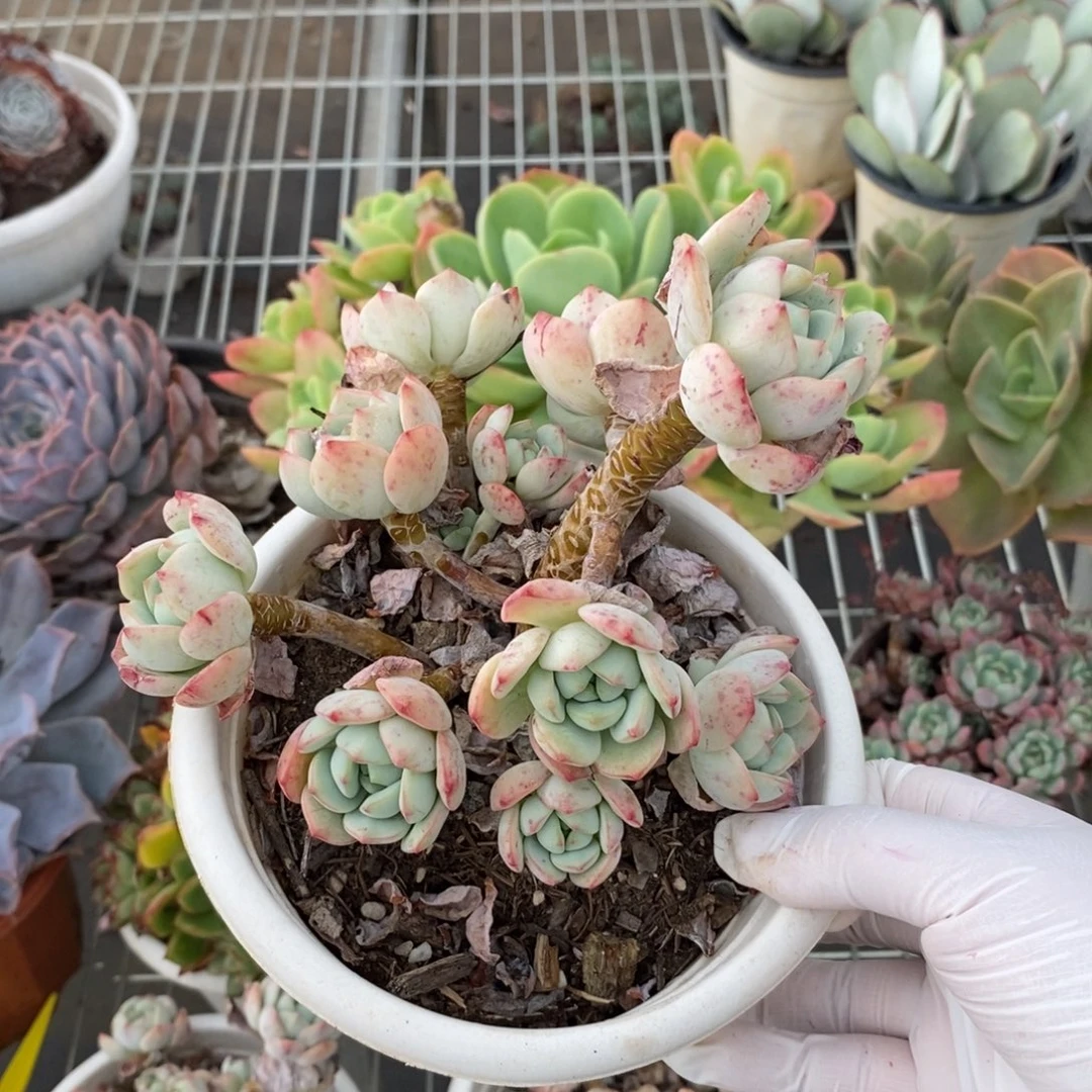 5052香草老桩一物一拍