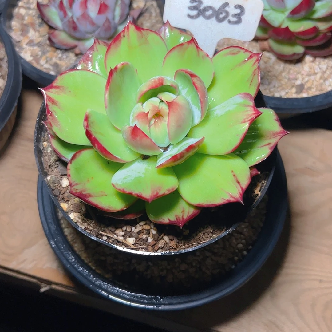 ༺***༻惊鸿仙子一物一拍3063号