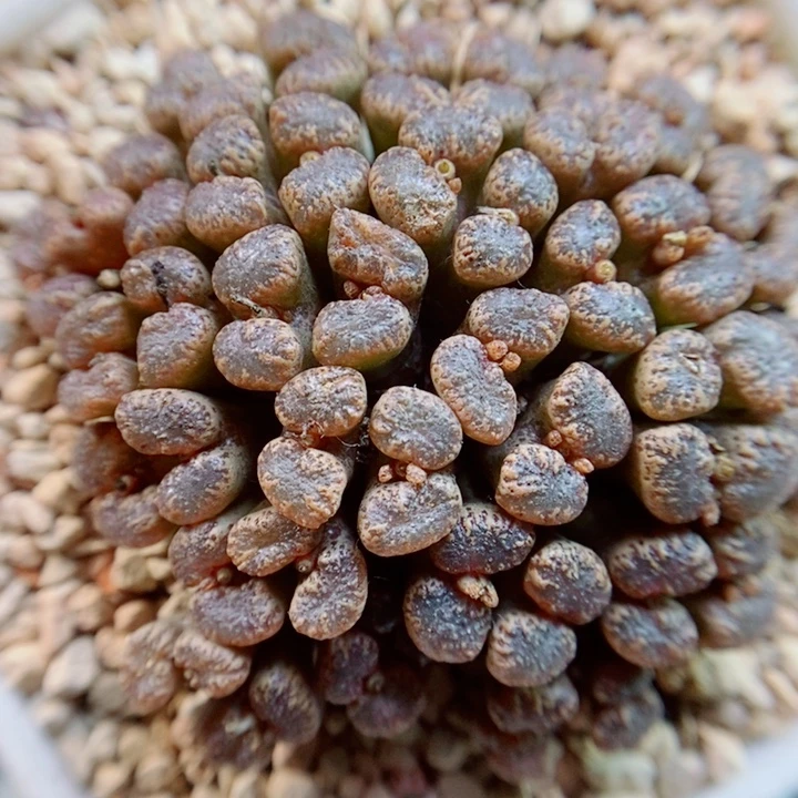 美丽的生石花花花865