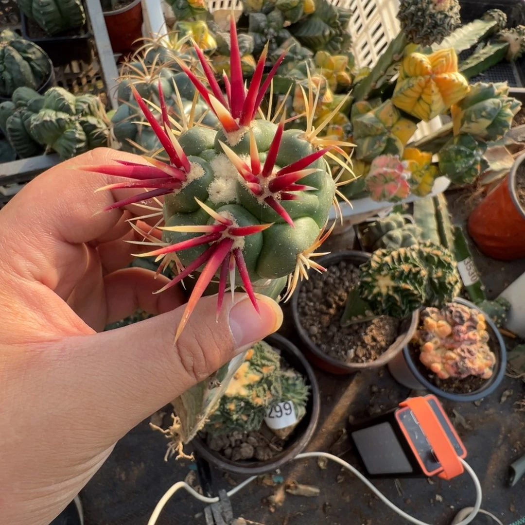 大红鹰仙人球376号