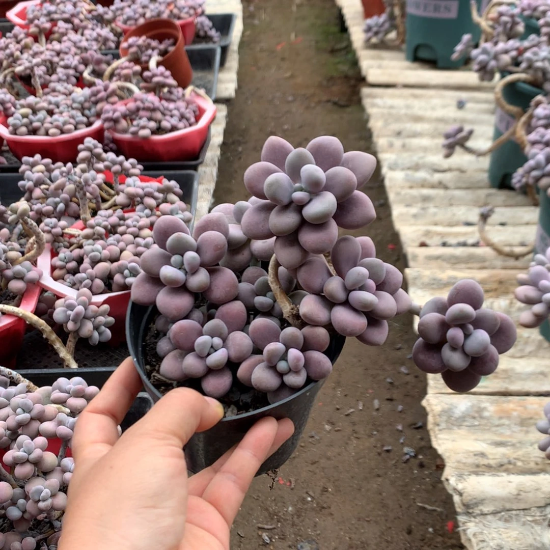 暖***融桃蛋老桩不带盆71号