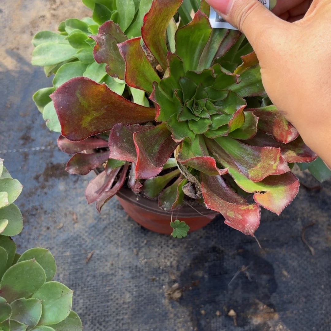 381多肉植物捧花的时候@