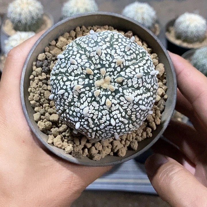 汐****超兜实生脱土发货