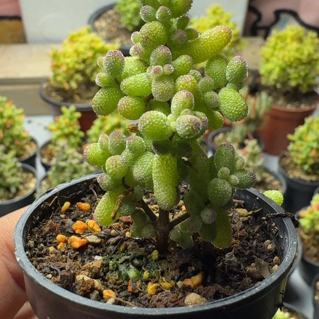 柠*糊斑锦 多肉植物枝干番杏