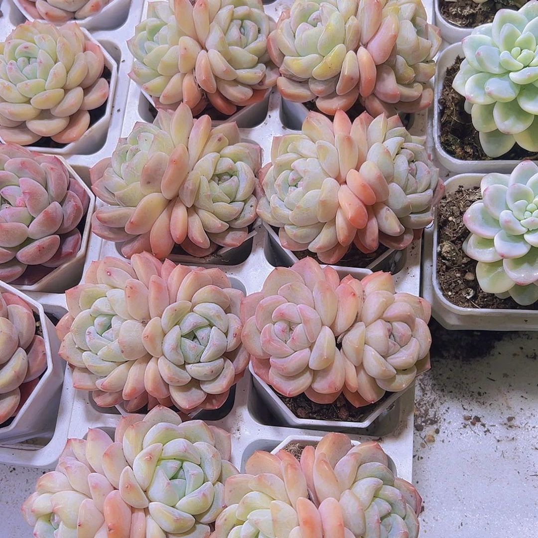 冰玉杂双头19包邮