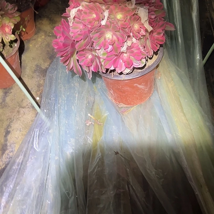 多肉链接一物一拍空白