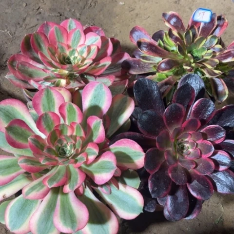 077多肉植物组合
