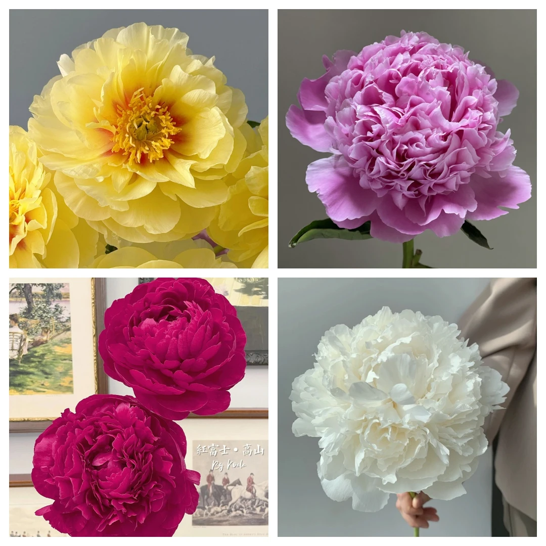 桑篱园【四色混搭】进口芍药鲜切花菏泽基地直发