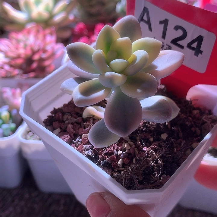 洛神覆轮锦有根有