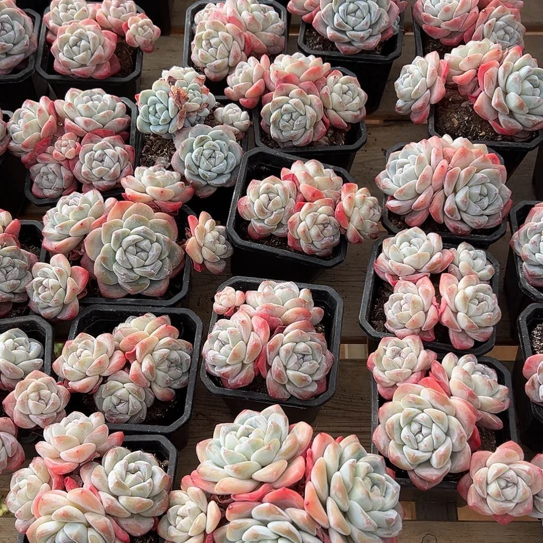 2颗，可挑哈哈哈哈哈