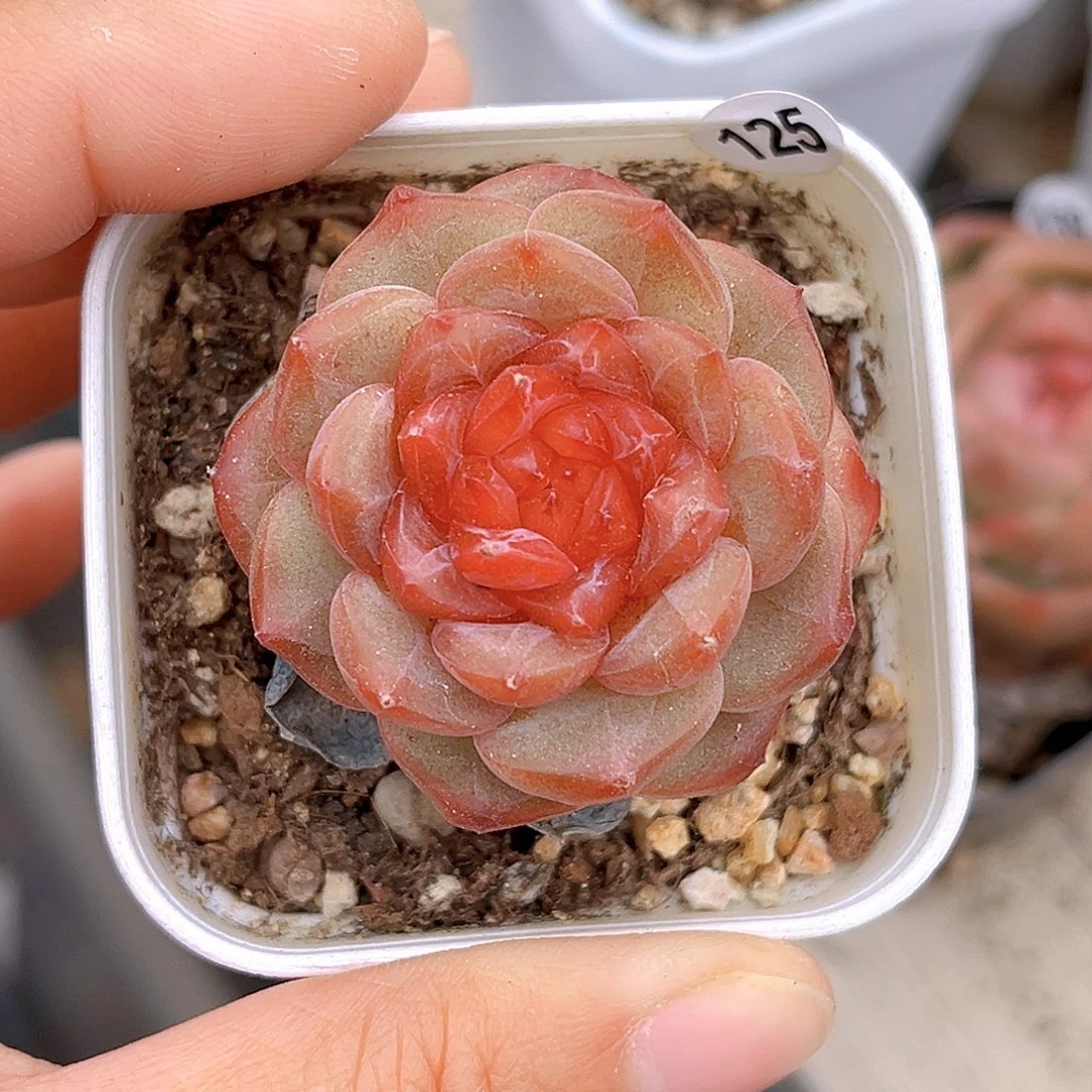 125 新品珍妮 满18包邮