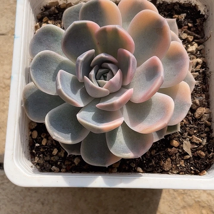 汉堡锦阴阳一物一拍锦龙