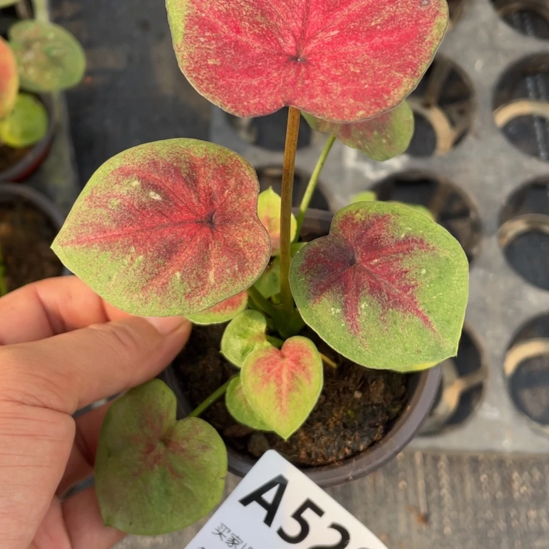 完全开放海王小崽