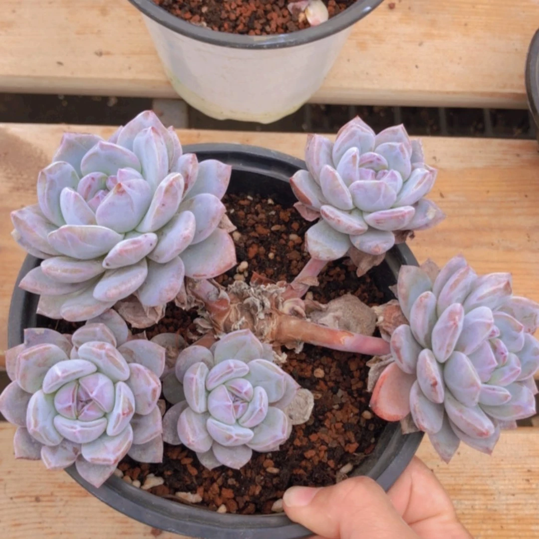 【闪购商品】5头石榴籽 飘枝脸朝上