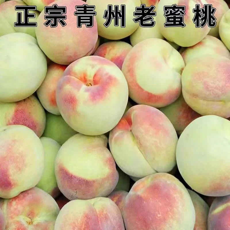 山东青州丑桃脆甜爽口蜜香味浓郁孕妇水果丝瓜汤