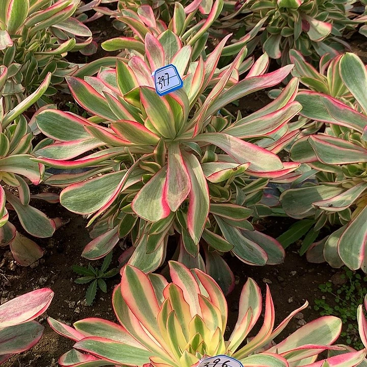 红魔女多肉植物397