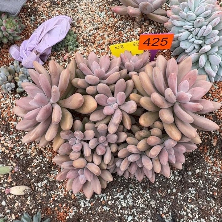 多肉植物原始虞美人425