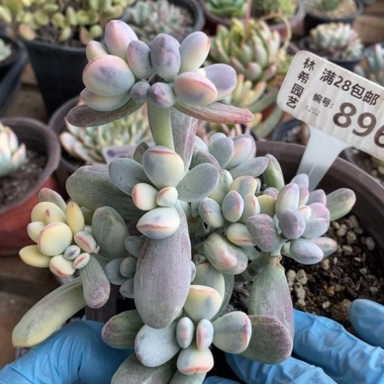 896一一一一一一一一一