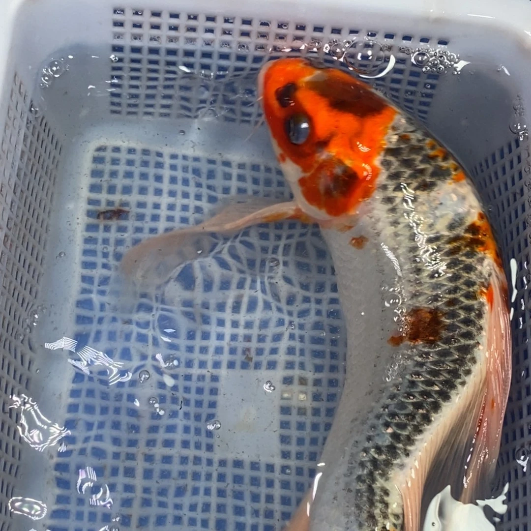 锦鲤冷水锦鲤包邮