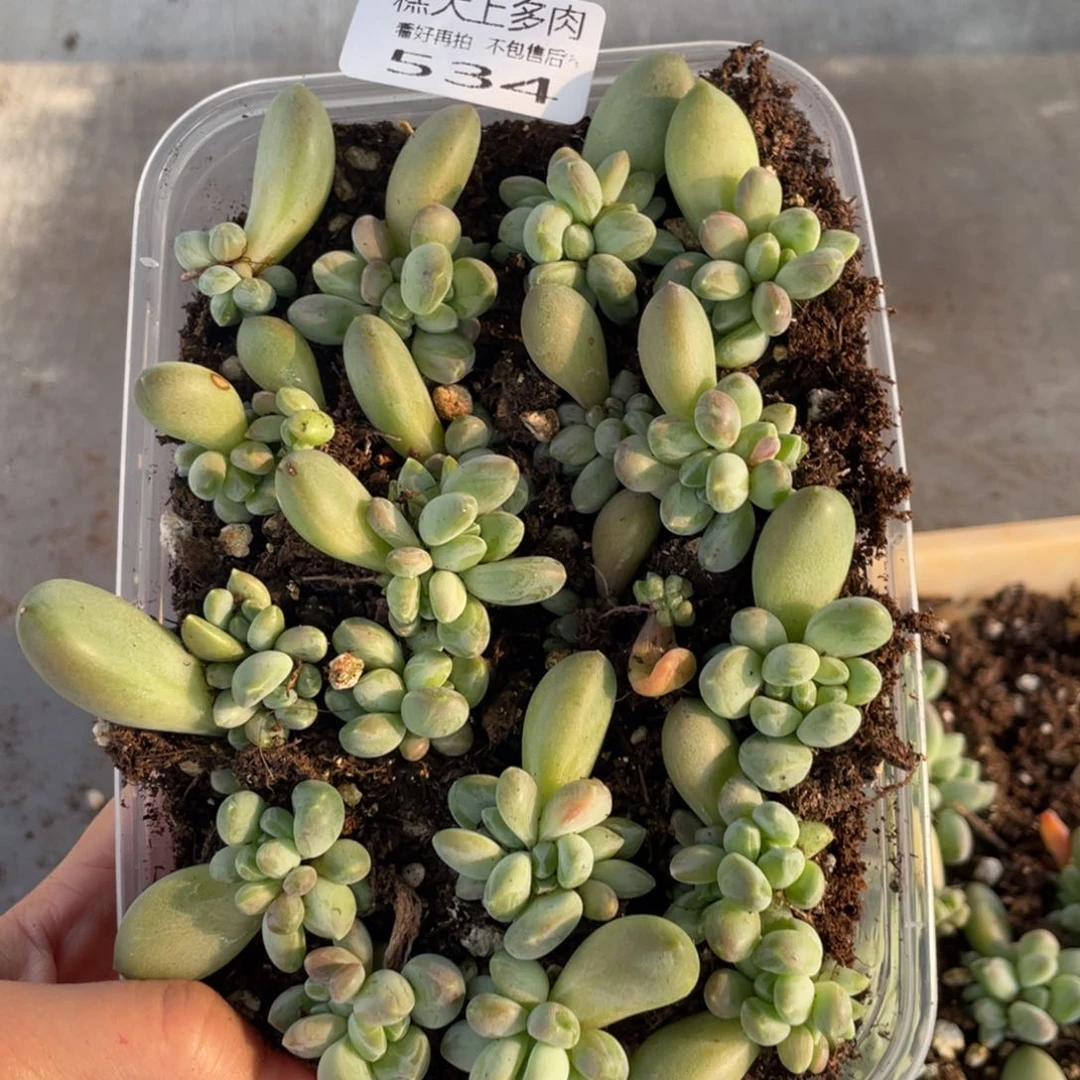 糕大上多肉植物534