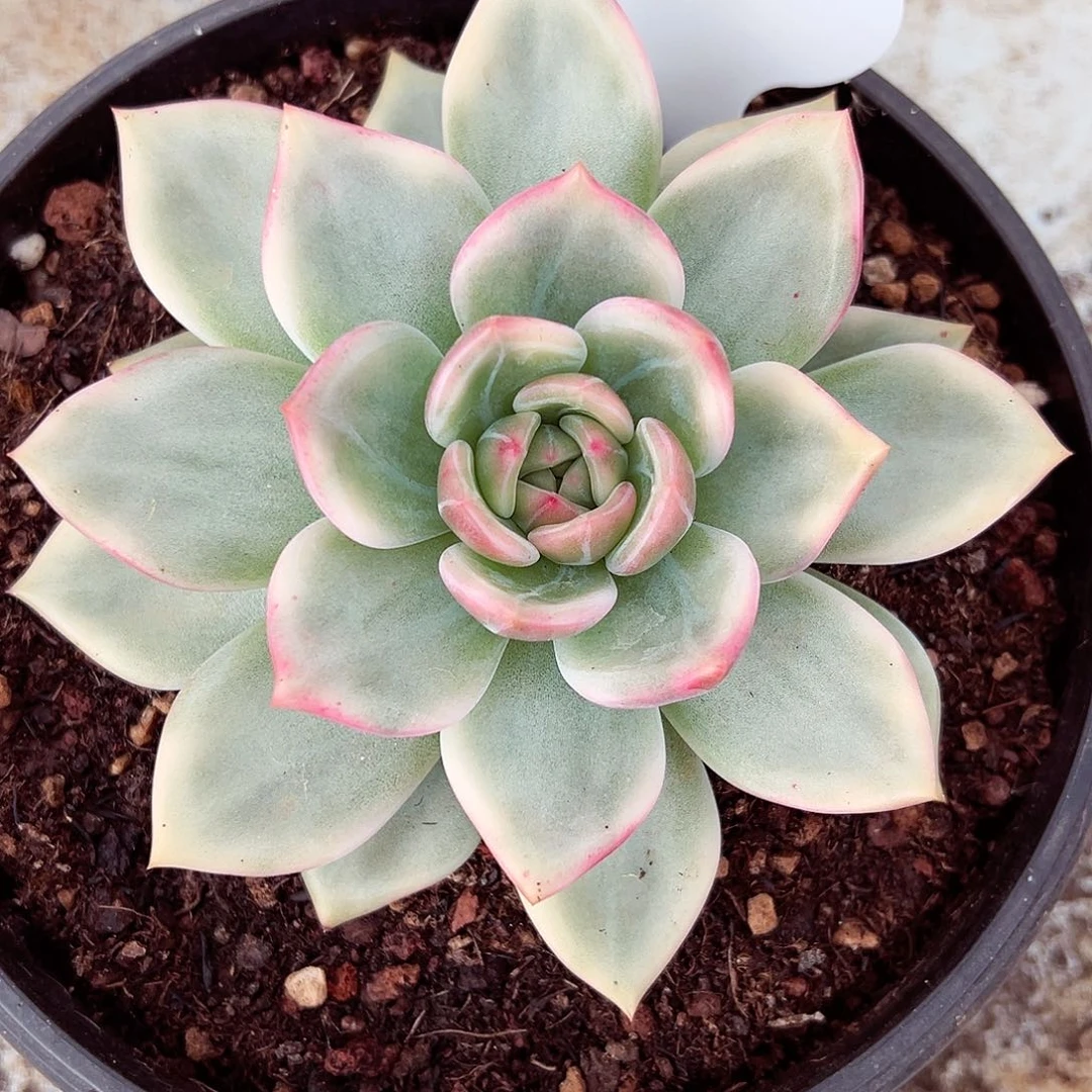0919-98伊丽莎白锦